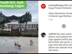 Viral di Medsos, Segerombolan Bebek Berkeliaran di IKN, Netizen: Itu Ternak Mulyono