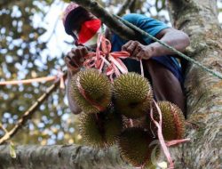 Viral Buruh Panjat Durian Meninggal di Atas Pohon di Banyuwangi, Evakuasi Diiringi Tangisan Keluarga