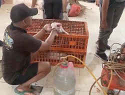 Polres Jaksel Bongkar Sindikat Penjual Ayam Gelonggongan di Pasar Kebayoran Lama