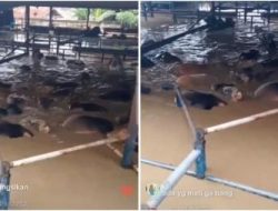 Viral Puluhan Sapi Terendam Banjir Bekasi, Netizen Auto Sedih