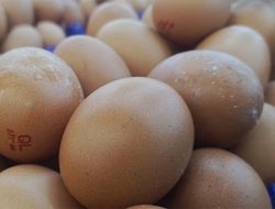 Harga Telur Ayam di Makassar Tembus Rp 51 Ribu/Kg