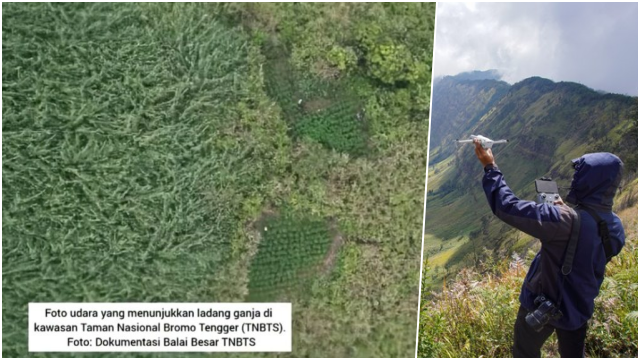 Heboh Tarif Drone di Bromo Mahal, Kini 59 Ladang Ganja Terbongkar! Netizen: Jadi Ini Alasannya...