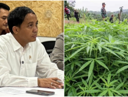 Ladang Ganja di Taman Nasional Bromo, Menhut Raja Juli: Staf Kami Paling Tanam Singkong