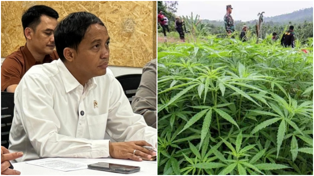 Ladang Ganja di Taman Nasional Bromo, Menhut Raja Juli: Staf Kami Paling Tanam Singkong