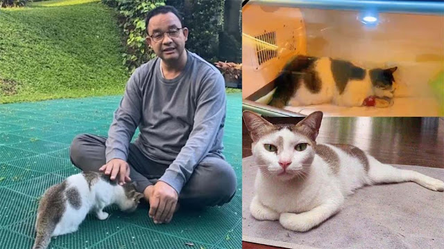 Anies Baswedan Berduka, Kucing Berkaki Tiga Kesayangannya Meninggal Dunia