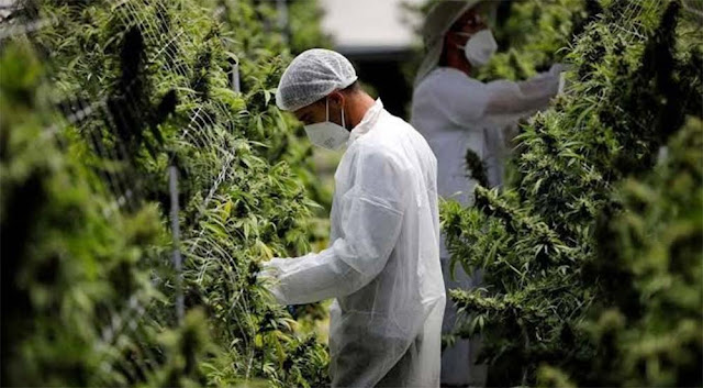 BNN Bakal Lakukan Penelitian Ganja Medis