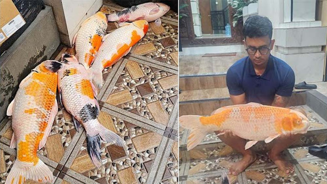 Bali Blackout, Lapor Ikan Koi dan Ternak Ayam Mati, LPK: PLN Wajib Ganti Kerugian Materil yang Diderita Masyarakat!