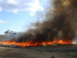 Gegara Bakar Ganja Hasil Sitaan, Ribuan Warga Ini Alami Mabuk Masal