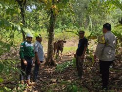 Berkah Qurban di Torete, Ketika Perusahaan Berbagi Makna Idul Adha