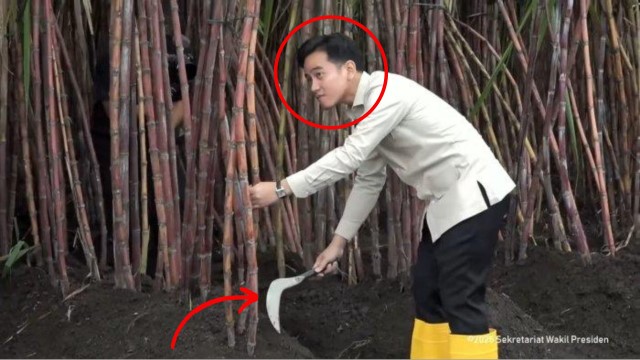 Kesulitan Gunakan Arit Saat Potong Tebu, Wapres Gibran Bikin Publik Heran: Terus Bisanya Ngapain?