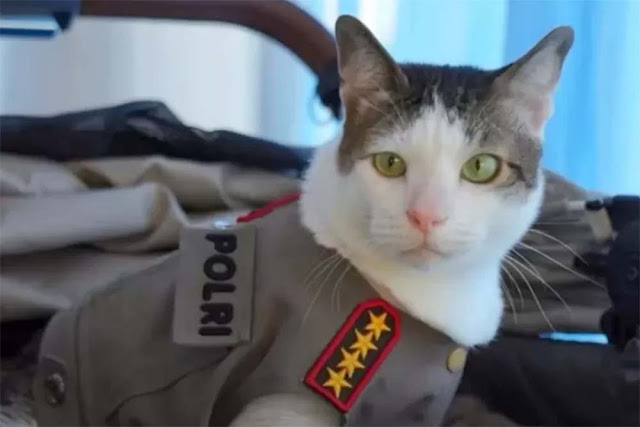 Kucing Bobby Kertanegara Bikin Heboh, Tampil Pakai Seragam Polisi Bintang 4, Apakah Sinyal Pergantian Kapolri?