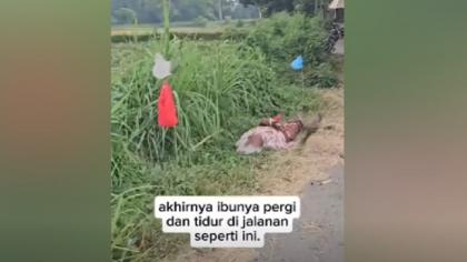 Sempat Telantar Usai Diusir Anak, Ibu Lansia di Probolinggo Dibawa Warga ke Panti Jompo