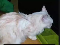Viral Warga Selamatkan Kucing Eko Patrio Saat Rumah Dijarah