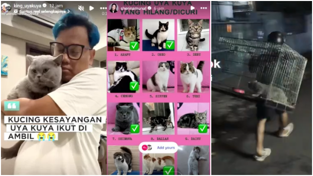 12 Kucing Uya Kuya Dijarah: 8 Sudah Ditemukan, Ada Penjarah Minta Tebusan