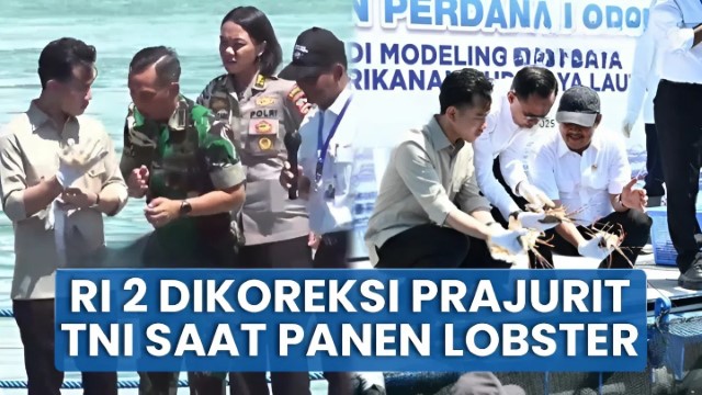 Jadi Sorotan! Wapres Gibran Pakai Sarung Tangan Terbalik Saat Panen Lobster Dicibir Publik: Bisamu Itu Apa To Bran?