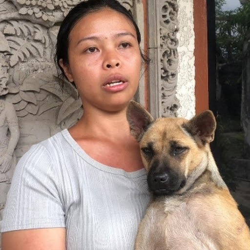 Kata Seskab Teddy, Anjing Jadi Penyelamat Warga Bali Saat Banjir Besar di Bali