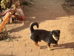 Kata Seskab Teddy, Anjing Jadi Penyelamat Warga Bali Saat Banjir Besar