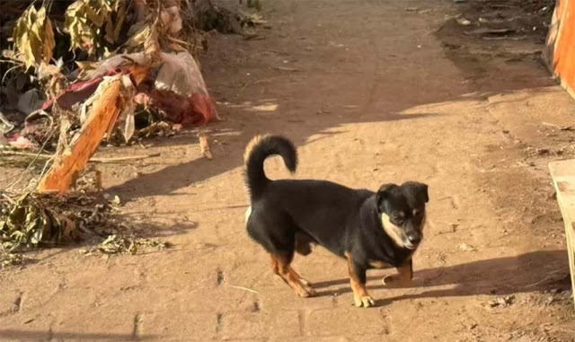 Kata Seskab Teddy, Anjing Jadi Penyelamat Warga Bali Saat Banjir Besar