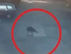 Link Video Rekaman CCTV Viral Timothy Anugerah Saputra Lompat di Gedung, Ada Versi Fullnya?
