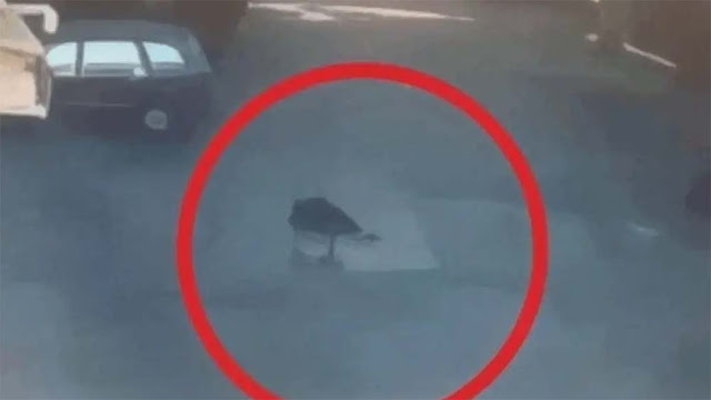 Link Video Rekaman CCTV Viral Timothy Anugerah Saputra Lompat di Gedung, Ada Versi Fullnya?