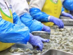 Paparan Cesium-137 dari Kontainer Bikin Udang Indonesia Di-blacklist Amerika