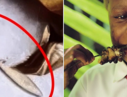 Ulat di Menu MBG Diklaim Tinggi Protein dan Bisa Dikonsumsi, Ini Kata Peneliti