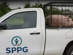 Pemilik Mobil Pengangkut Babi Bertuliskan SPPG Dilaporkan ke Polisi