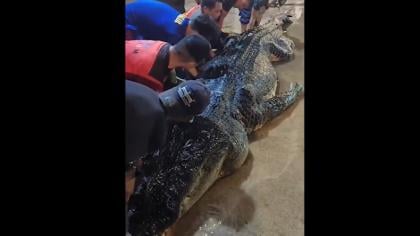 Buaya Besar di Inhil Mati, Setelah Dibedah Isi Perutnya Mengejutkan