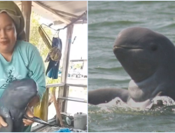 Viral Video Wanita Joget Pegang Ikan Pesut Mahakam Langka, Netizen Geram & Ancaman Hukumnya