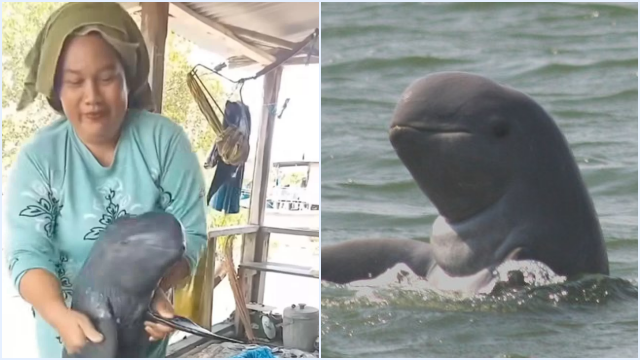 Viral Video Wanita Joget Pegang Ikan Pesut Mahakam Langka, Netizen Geram & Ancaman Hukumnya