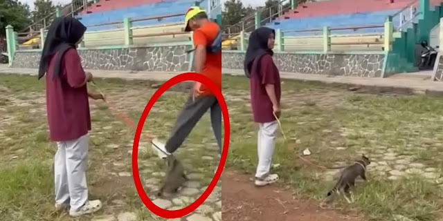 Pria Tendang Kucing Sampai Mati di Blora Viral, Pelaku Pensiunan Lawyer Diburu Polda Jateng