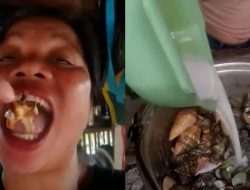 Influencer Kuliner Tewas Usai Makan Kepiting Setan: Fakta & Bahaya Neurotoksin
