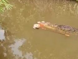 Tragis! Kronologi Lengkap Ibu di Aceh Tewas Diterkam Buaya Saat Cari Lokan